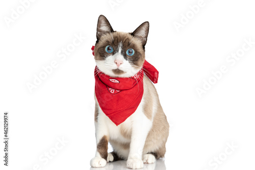 cute small cat with blue eyes wearing red bandana and sitting in studio © Viorel Sima