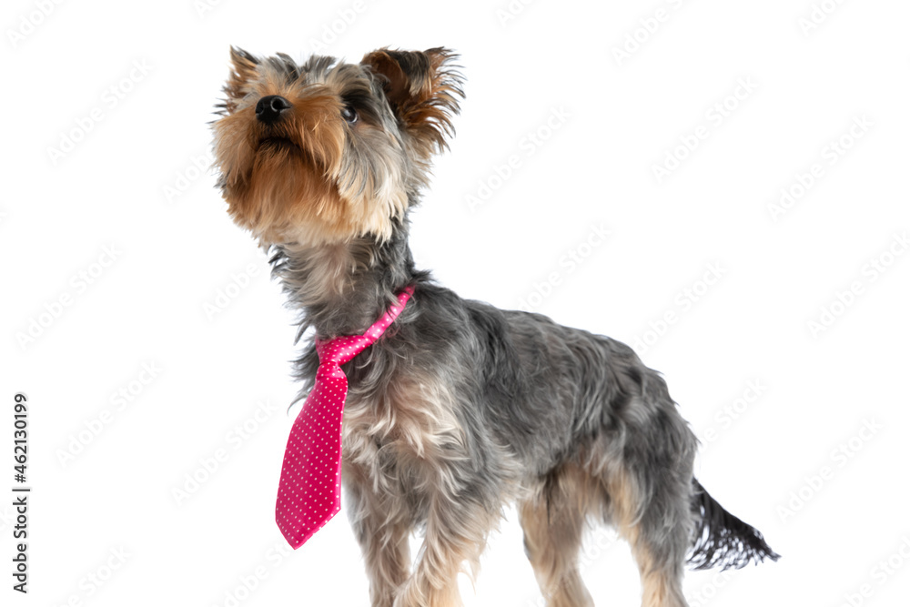 curious baby yorkshire terrier pup with pink tie looking up