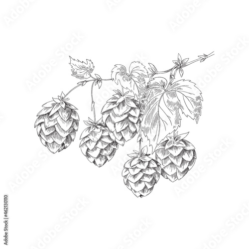 Single sprig with hop cones and leaves engraving vector illustration isolated.