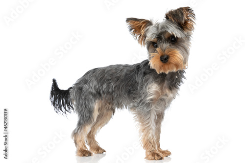 side view of cute little yorkie pup looking to side and standing