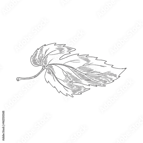Hand drawn leaf or foliage of hop plant engraving vector illustration isolated.