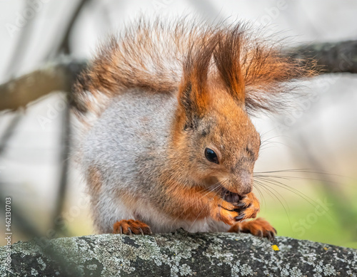 The squirrel with nut sits on a branches in the spring or summer.