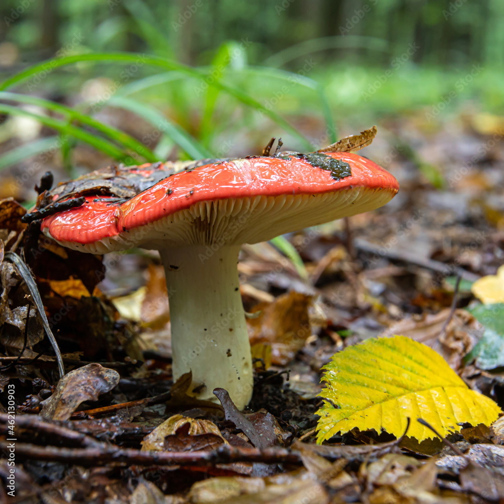 Russula xerampelina, also known as the crab brittlegill or the shrimp mushroom in forest Russula xerampelina, also known as the crab brittlegill or the shrimp mushroom in forest