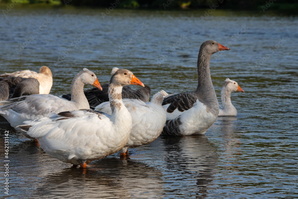 Fototapeta premium Group of white fronted geese resting and feeding in coastal golf course grassland