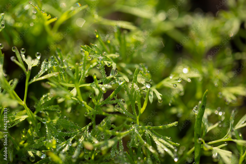 Young shoots of dill and parsley Young shoots of dill and parsley