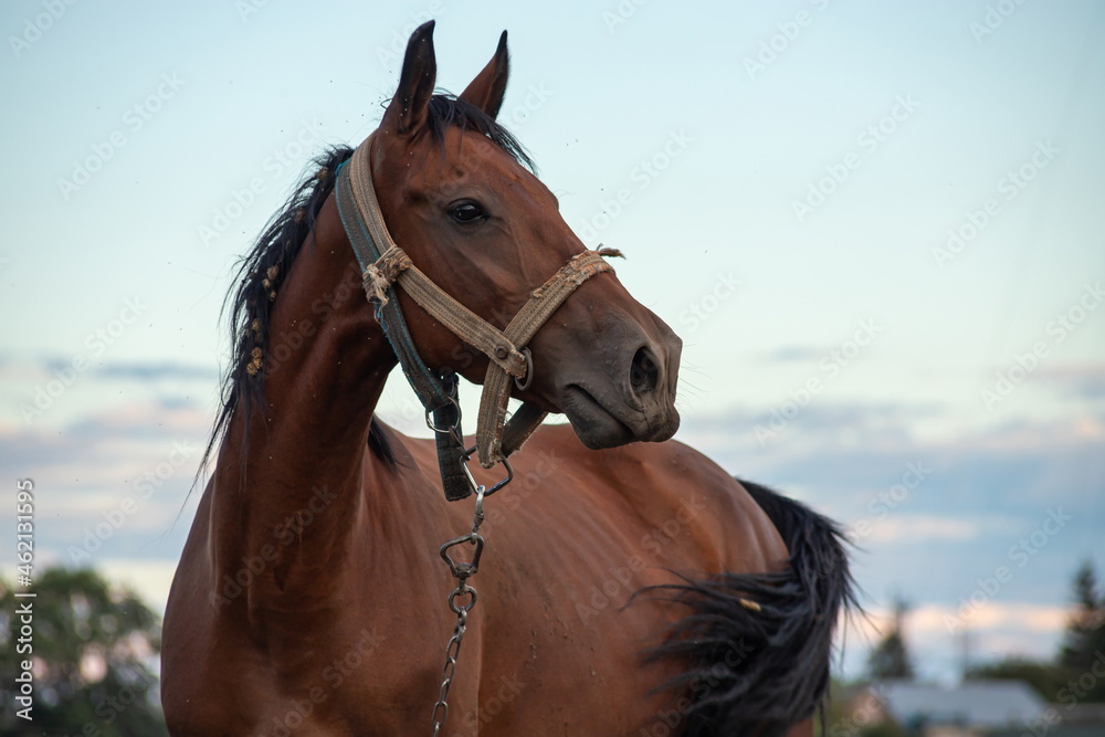 Obraz premium Portrait of nice brown horse on blue background Horse Head