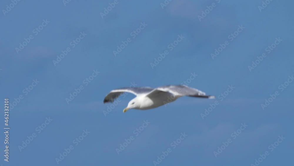 Seagull gliding in the air against blue sky. Seagull gliding in the air against blue sky.