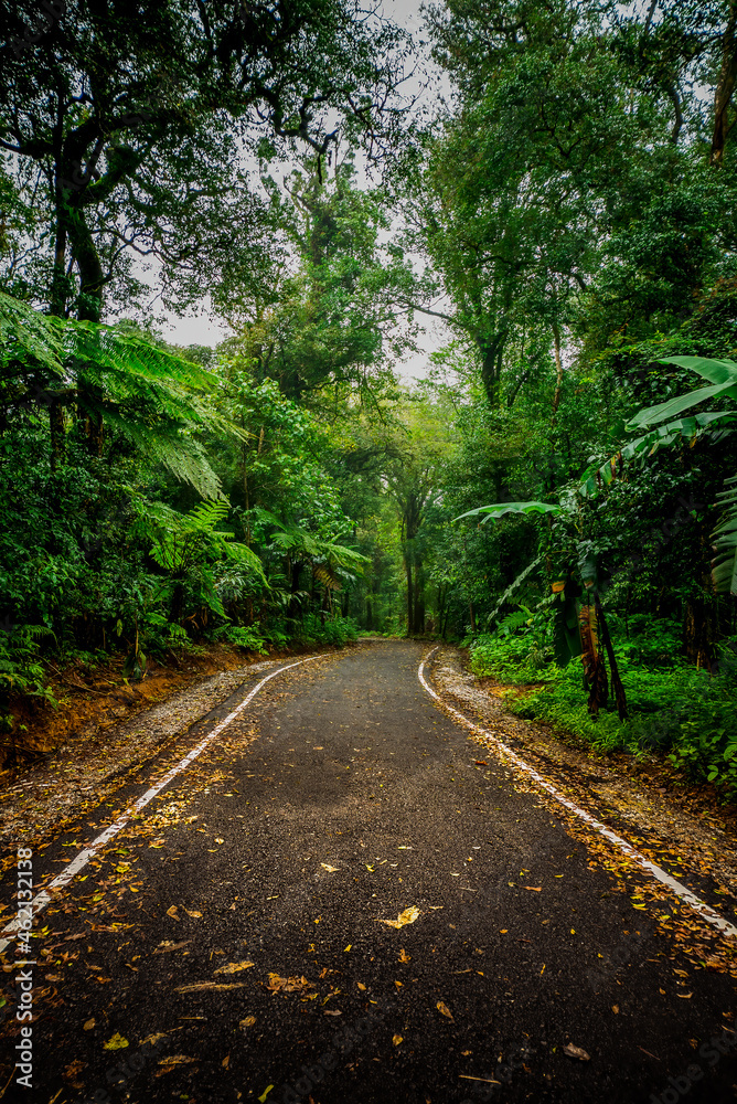 Fototapeta premium The road in the mysterious forest