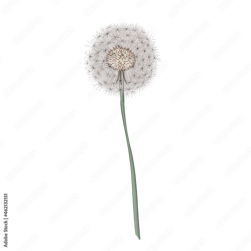 Dandelion Isolated Hand Drawn Illustration	