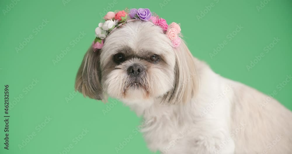 adorable shih tzu dog wearing a headband of flowers and licking his mouth adorable shih tzu dog wearing a headband of flowers and licking his mouth