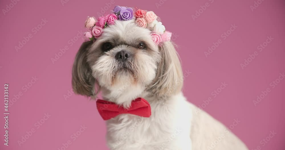 adorable little shih tzu dog looking to side, wearing a headband of flowers and a red bowtie on pink background adorable little shih tzu dog looking to side, wearing a headband of flowers and a red bowtie on pink background