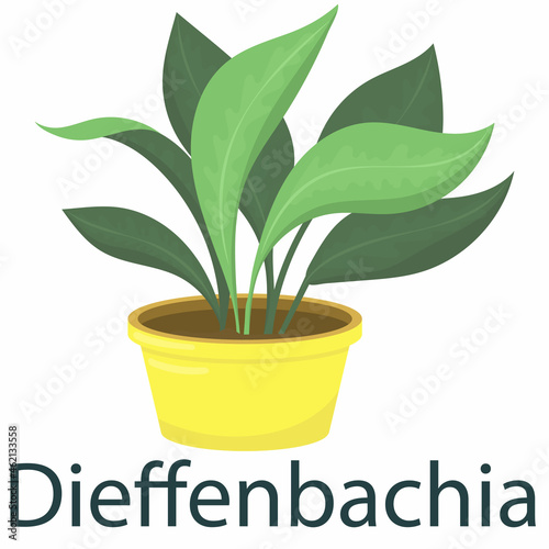 dieffenbachia, houseplant, flower in a pot - vector illustration, element in flat style