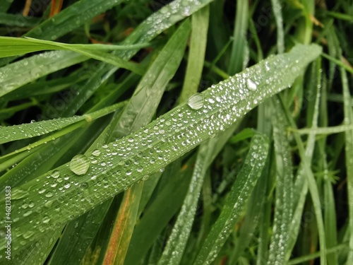 Wassertropfen auf grünem Gras