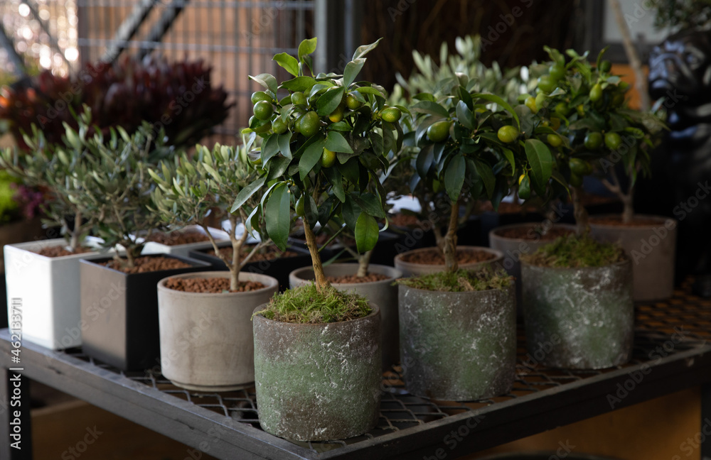 Decorative small fruit-bearing trees of kumquat or Citrus japonica plant from the Rutaceae family at the greek garden shop in February.