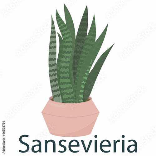 sansevieria, houseplant, flower in a pot - vector illustration, element in flat style