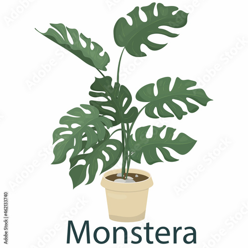 monstera, houseplant, flower in a pot - vector illustration, element in flat style