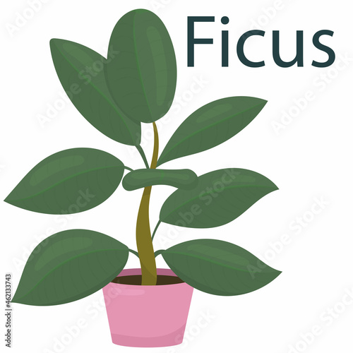 ficus, houseplant, flower in a pot - vector illustration, element in flat style