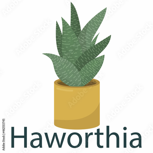 Haworthia, houseplant, flower in a pot - vector illustration, element in flat style