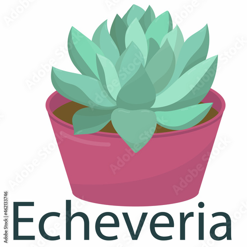 succulent echeveria, houseplant, flower in a pot - vector illustration, element in flat style photo