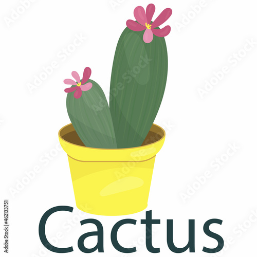 cactus with prickly needles, houseplant, flower in a pot - vector illustration, element in flat style