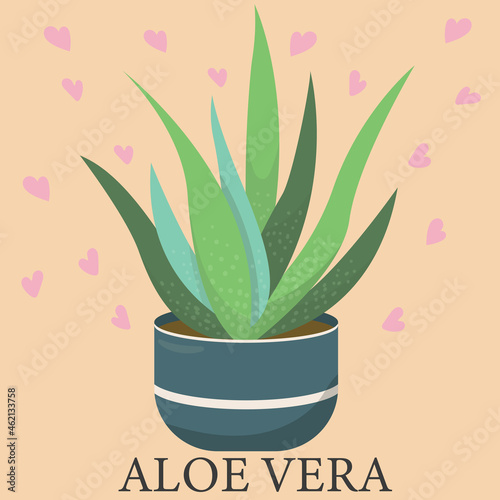 aloe vera, houseplant, flower in a pot - vector illustration, vector element , flat style