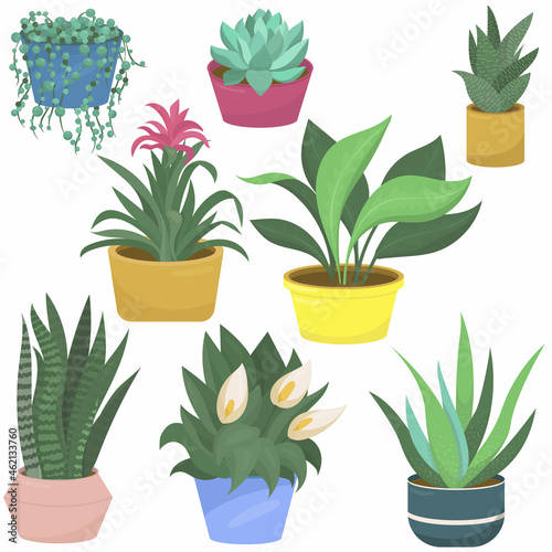 wild rose, echeveria, spathiphyllum, aloe and haworthia, guzmania and dieffenbachia, sansevieria, houseplant - vector illustration, flat style, set