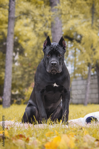 Cane corso italiano (Safira Omela Black) Golden autumn photo