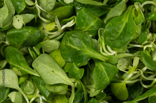 Canvastavla mache lettuce green salad