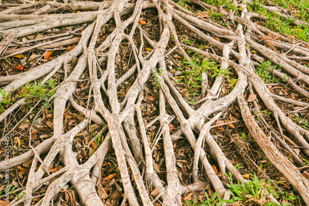 The roots of the big banyan tree.