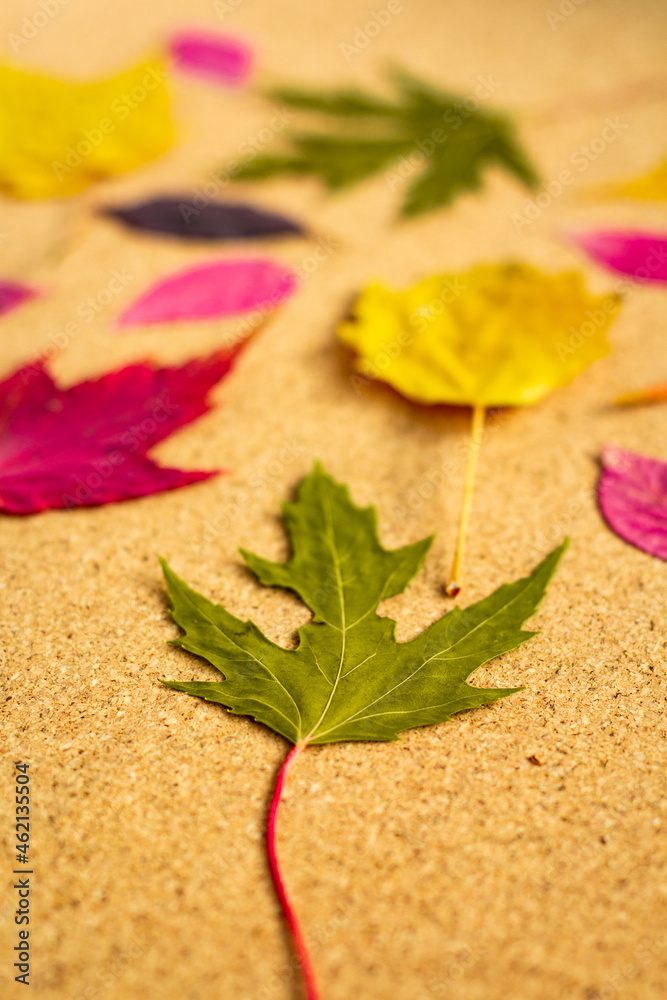 abstract autumn pattern, green maple leaf among various follen bright leaves abstract autumn pattern, green maple leaf among various follen bright leaves