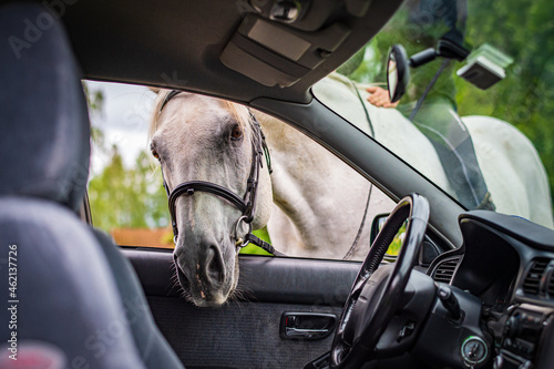 horse watching in car photo