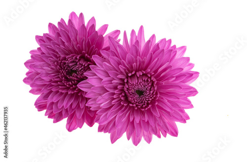 chrysanthemum flower isolated