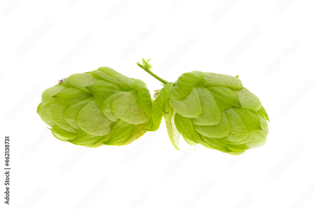 Obraz premium hop cone isolated