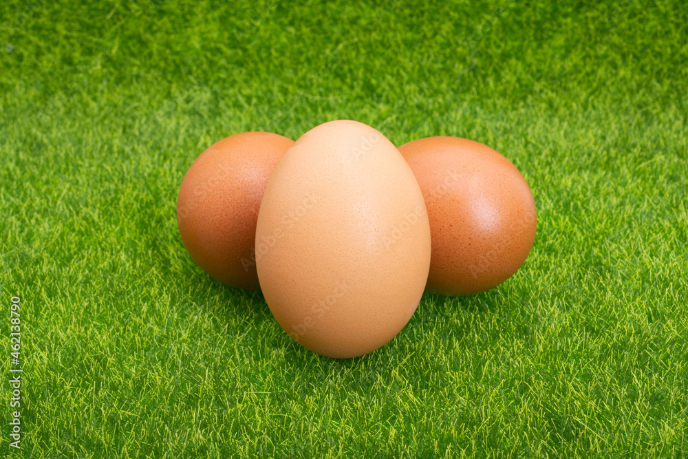 chicken eggs on green grass chicken eggs on green grass