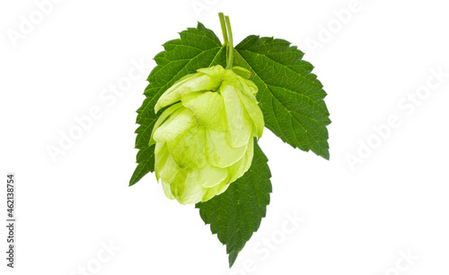 hop cone isolated