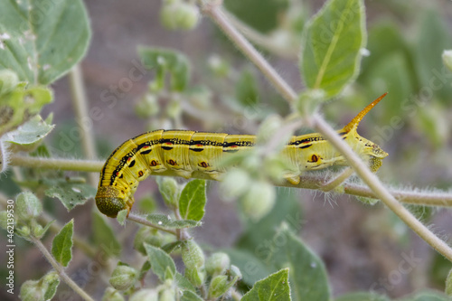 Green caterpillar with red spots climbing in a bush