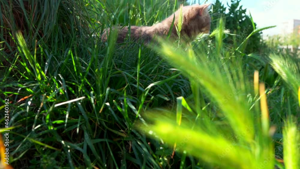 A Scottish cat is in the middle of the green field, Montpellier - France A Scottish cat is in the middle of the green field, Montpellier - France