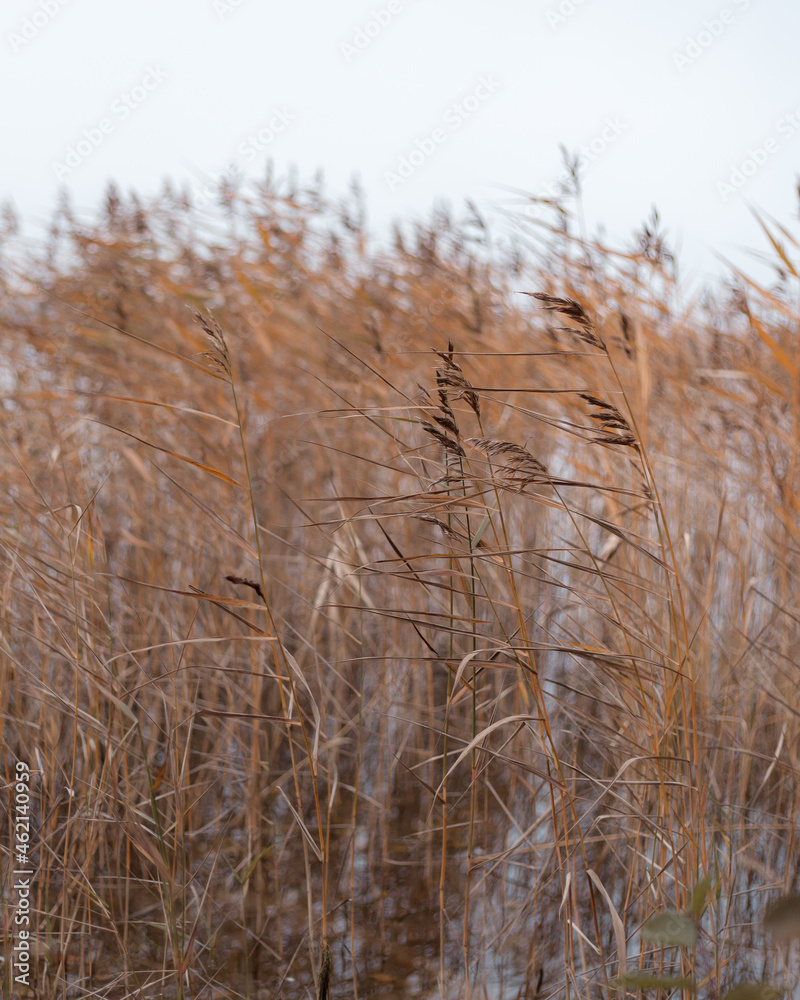 Fototapeta premium Closeup on brown grass blowing in the wind
