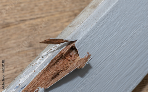 Dry wood termites eating wood with evidence of frass