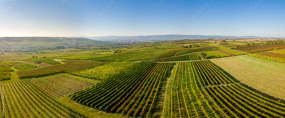 Luftaufnahme Drohnenpanorama Weinberge Rheinhessens bei Großwinternheim im Herbst, Kaiserpfalz, nahe Ingelheim und Bingen, Rheinland Pfalz Luftaufnahme Drohnenpanorama Weinberge Rheinhessens bei Großwinternheim im Herbst, Kaiserpfalz, nahe Ingelheim und Bingen, Rheinland Pfalz