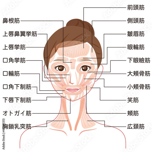 顔の筋肉の仕組み　美容　医療 photo