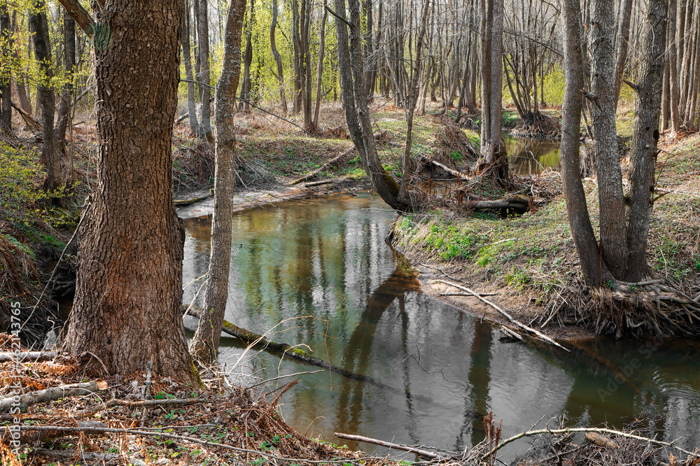 landscape with a small wild river, river banks covered with dry, old grass and fallen trees, early spring landscape with a small wild river, river banks covered with dry, old grass and fallen trees, early spring