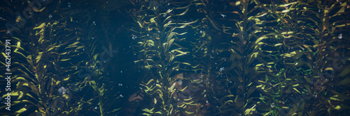 kelp forest, giant algae seaweed