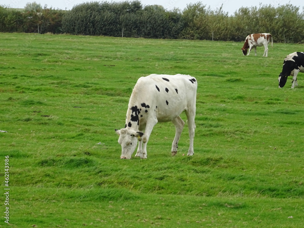 Fototapeta premium Inselkühe