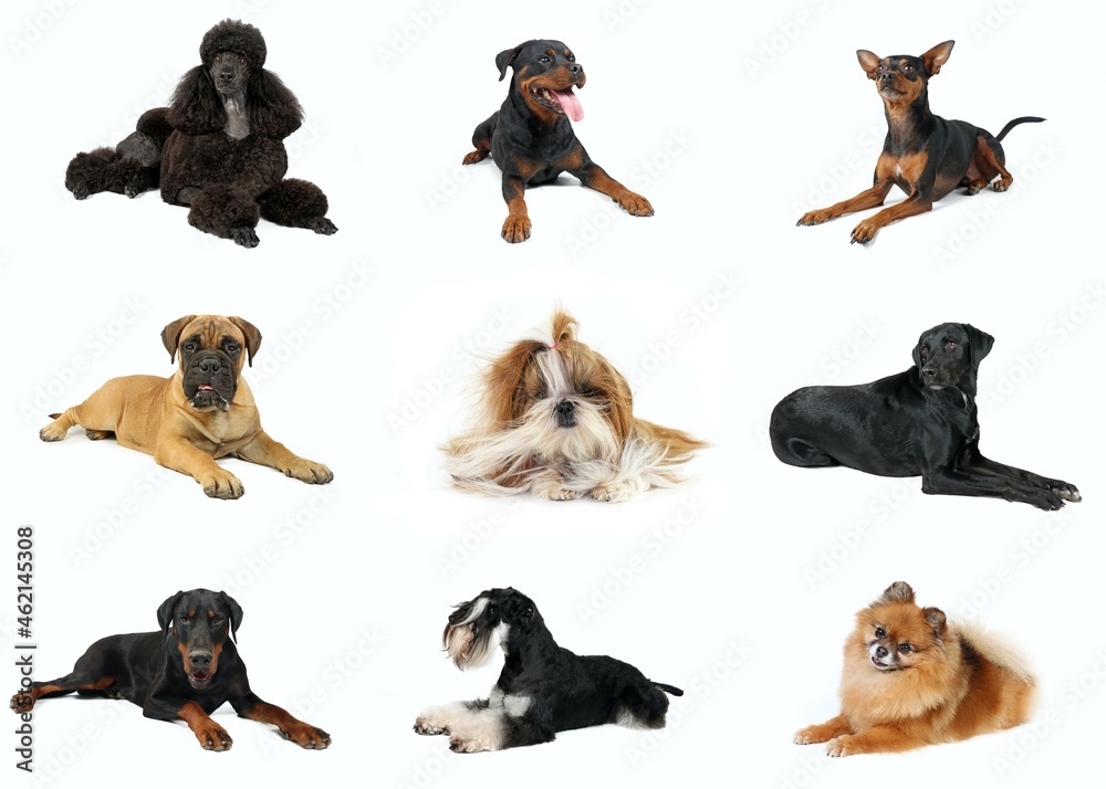 collage of lying dogs different breed isolated on white background