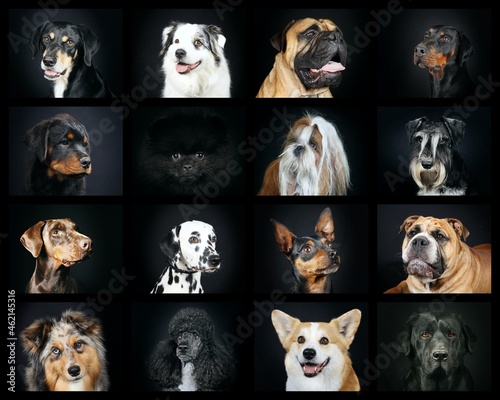 Photography collage of different head of dogs on black background