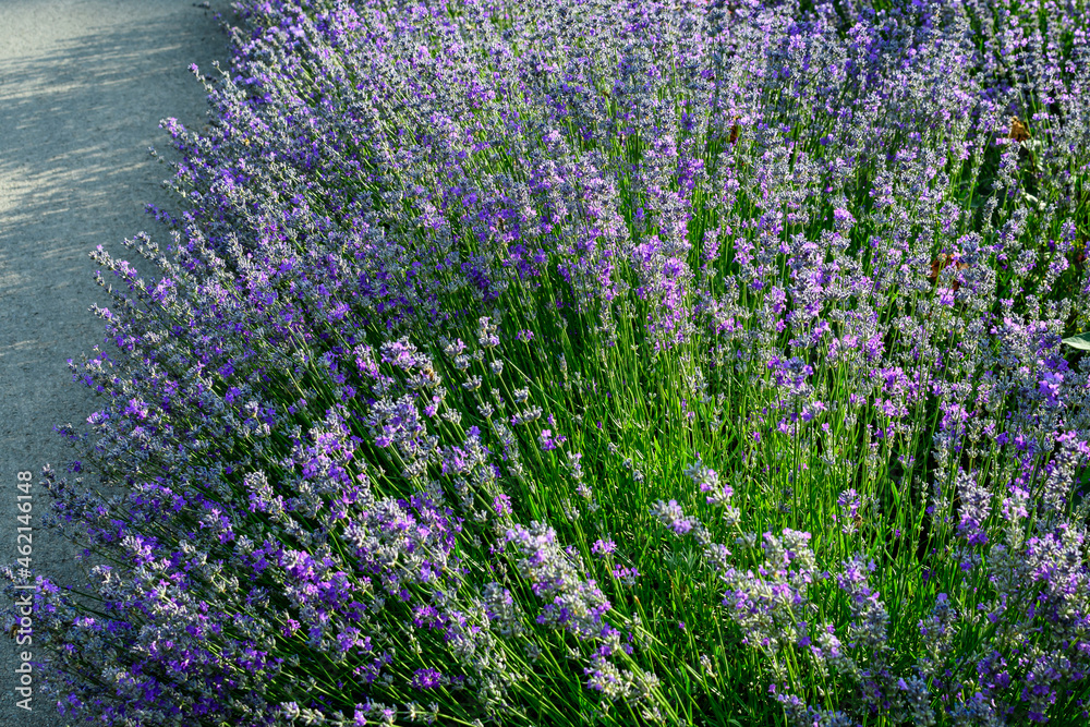 Fototapeta premium Many small blue lavender flowers in a garden in a sunny summer day photographed with selective focus, beautiful outdoor floral background.