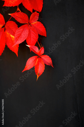 Autumn seasonal background with foliage. Red beautiful leaves of grapes on a black wall surface. Beauty in nature