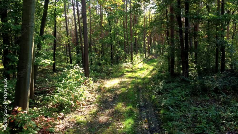 waldweg drohnenaufnahme drohnenvideo luftaufnahme waldweg drohnenaufnahme drohnenvideo luftaufnahme
