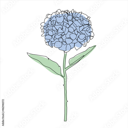 hydrangea on a white background. Illustration of a flower on a white background in the style of line art. Unopened continuing line. Hydrangea in blue